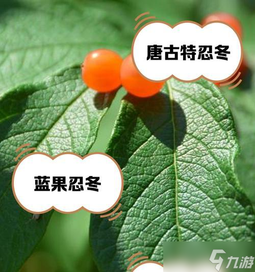 《原神》中的“忍冬之果”最适合给哪些角色使用（分析不同角色属性）